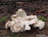 krásnopórka mlynářka (Choroš ovčí) (Houby), Albatrellus ovinus (Fungi)